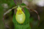 Greater yellow lady's slipper